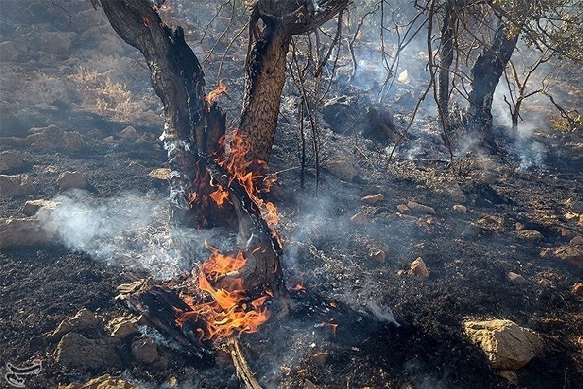 حدود ۵۰ هکتار از اراضی راین در آتش سوخت
