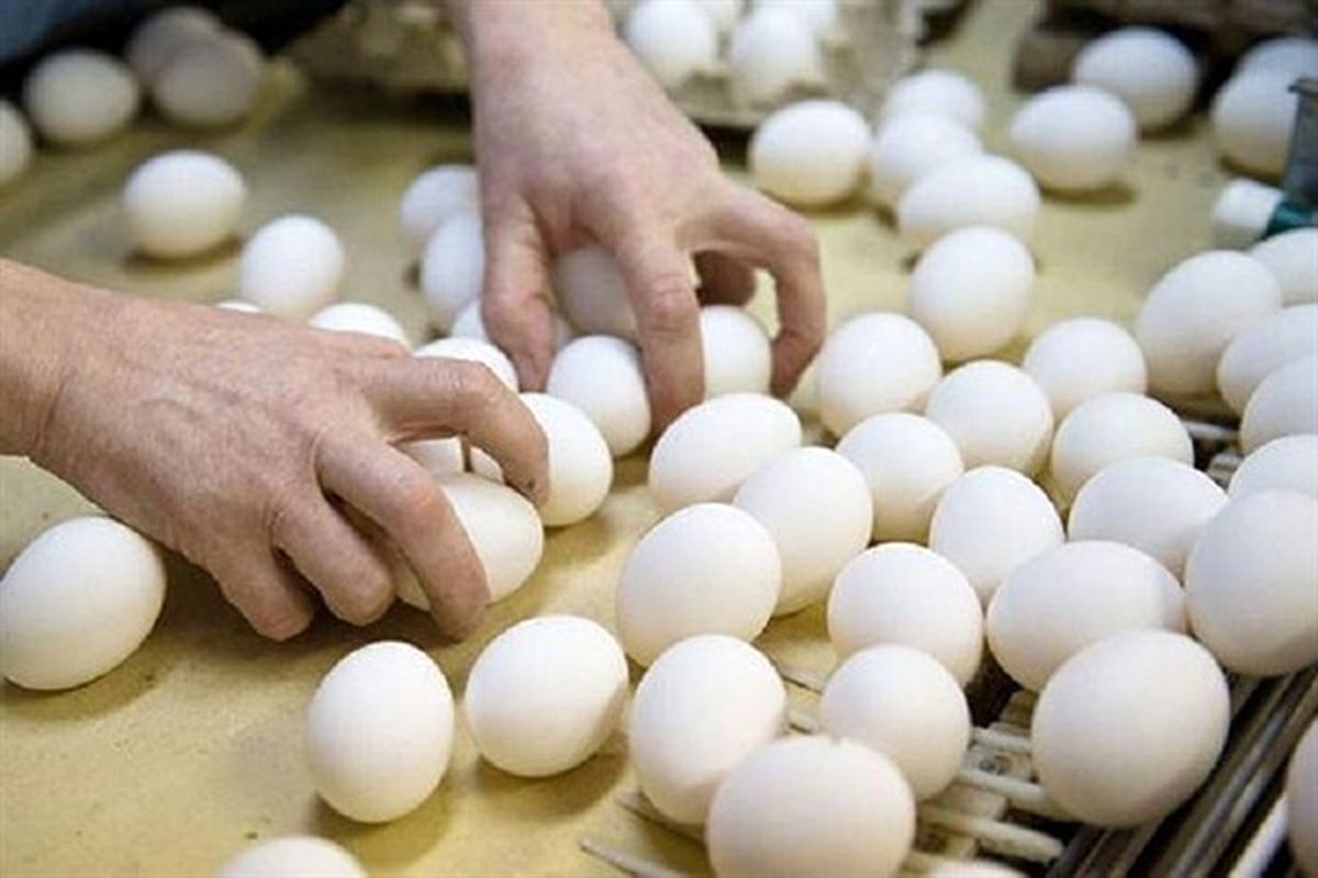 رُسوایی تخم‌مرغ در کره‌جنوبی؛ رئیس‌جمهور عذرخواهی کرد