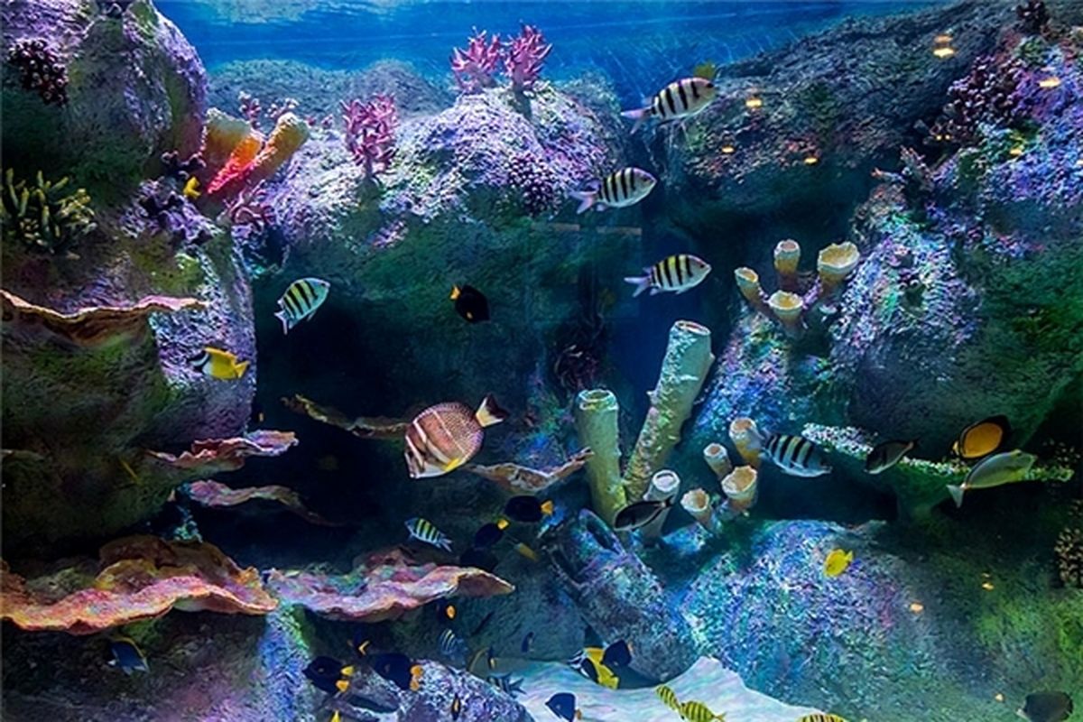 نحوه اجرای آکواریوم بزرگ قم تا یک ماه آینده تعیین تکلیف می‌شود