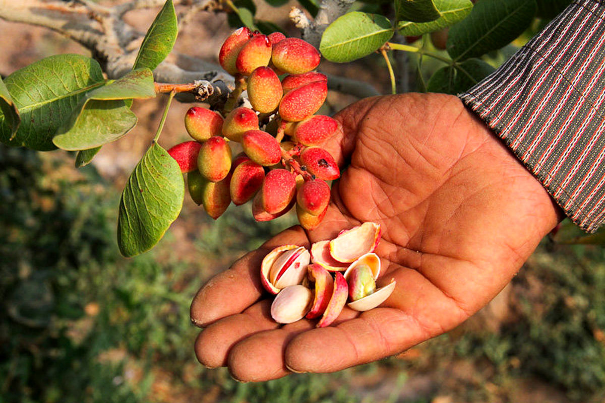 دستگیری باند سارقان پسته