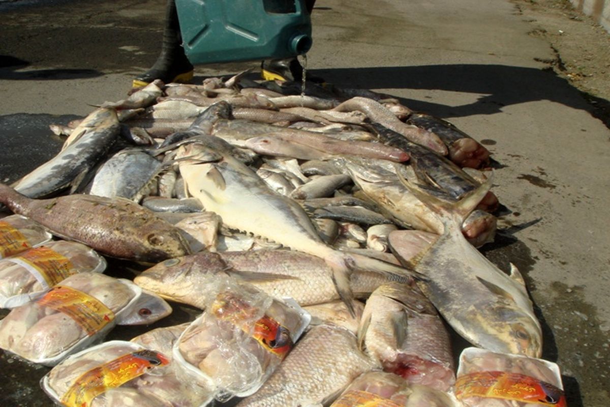 ۵ تن ماهی خوراکی در سیریک معدوم شد