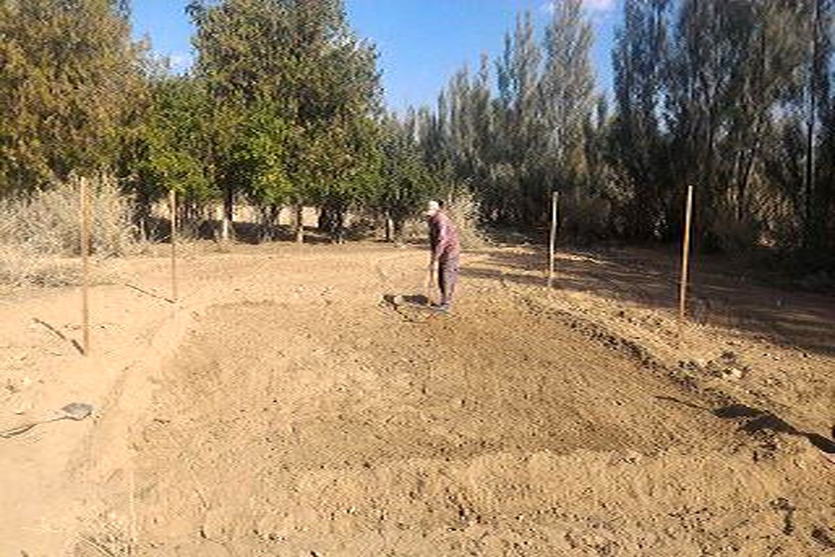 کاشت پایلوت زعفران در حاجی آباد