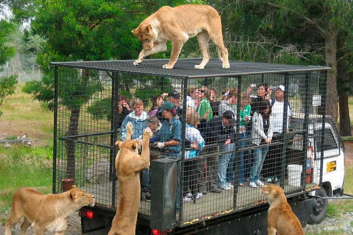 باغ وحشی که در آن انسان ها در قفس هستند  / ببینید