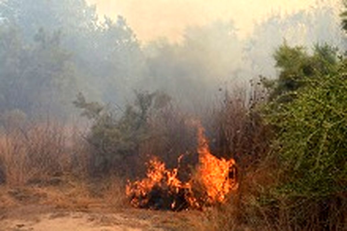 ۱۳هکتار جنگل بلوط در آتش سوخت