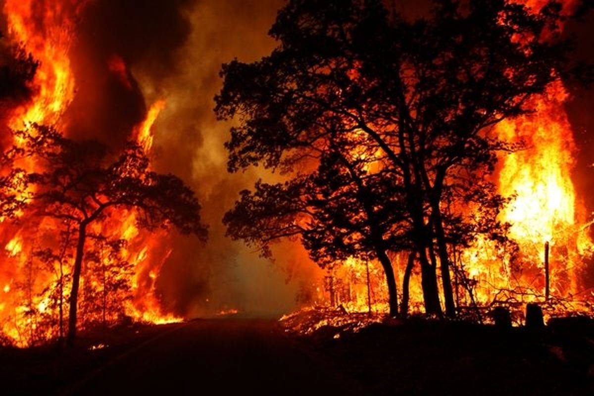 ۶۱۱ هکتار جنگل استان در آتش سوخت