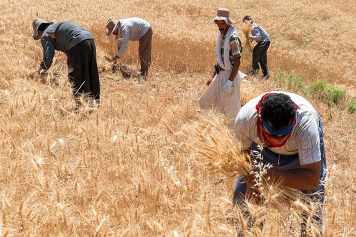 گندم کاران اردبیل در تأمین نهاده‌های کشاورزی با مشکل مواجه شدند