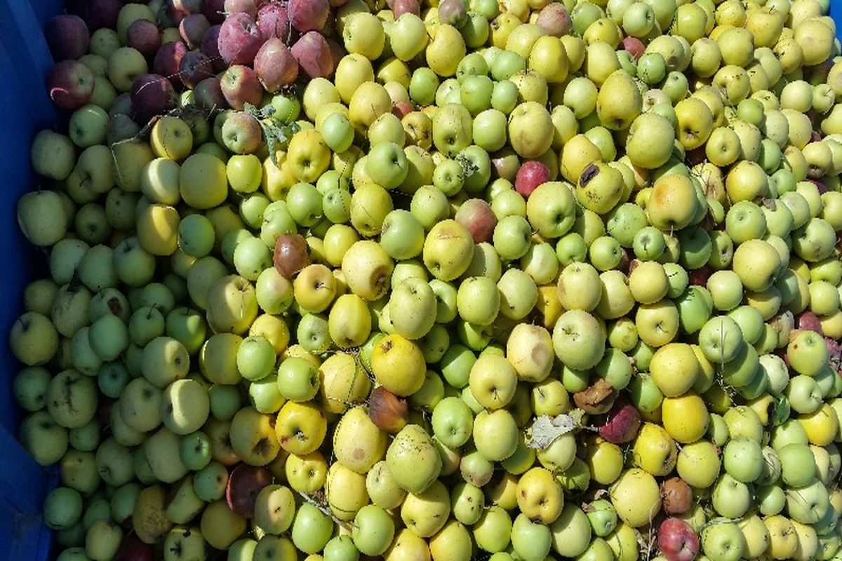 خرید بیش از ۳ هزار تن سیب درجه سه از باغداران در استان آذربایجان غربی