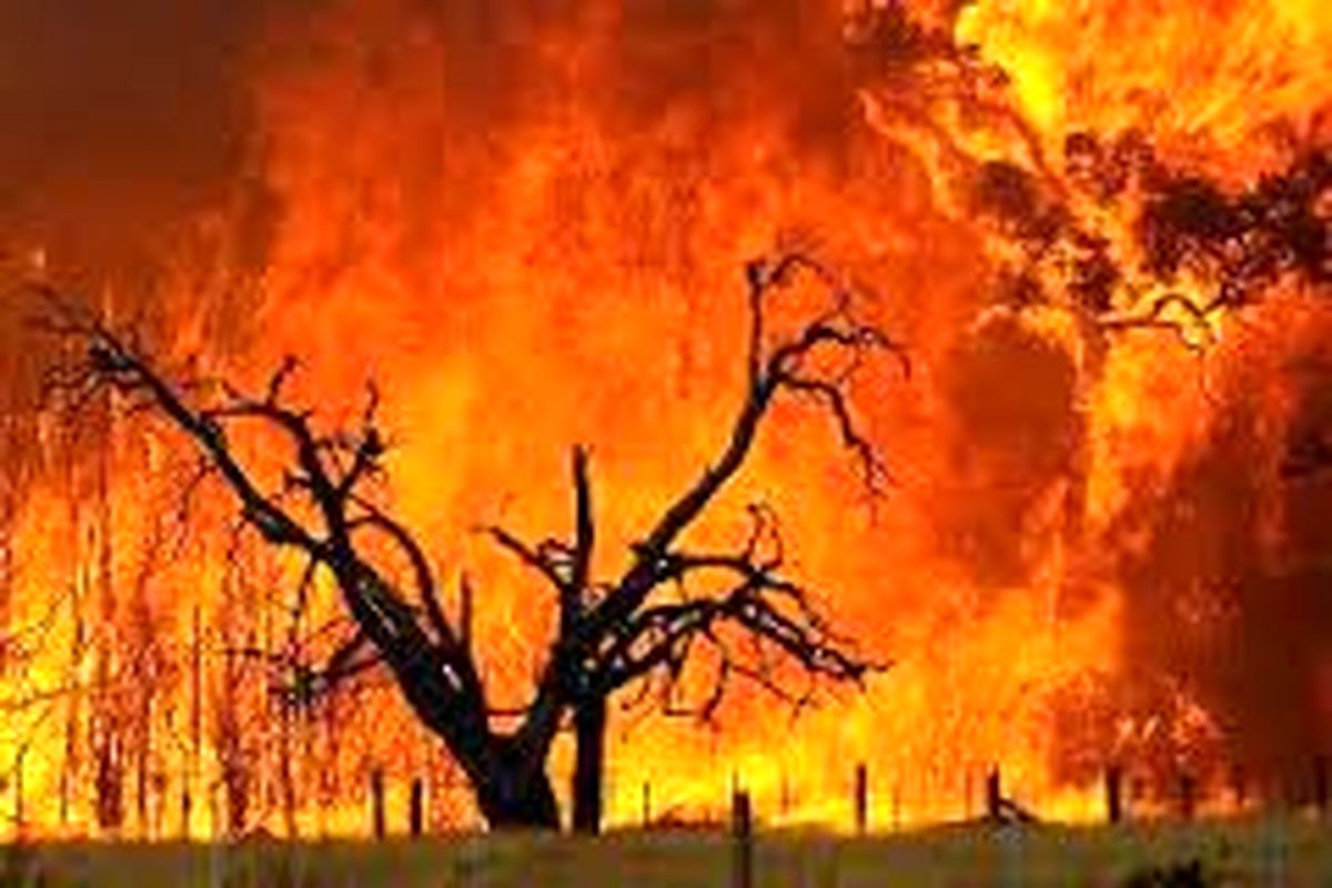 آتش سوزی ۱۰ هکتار از جنگل های گچساران