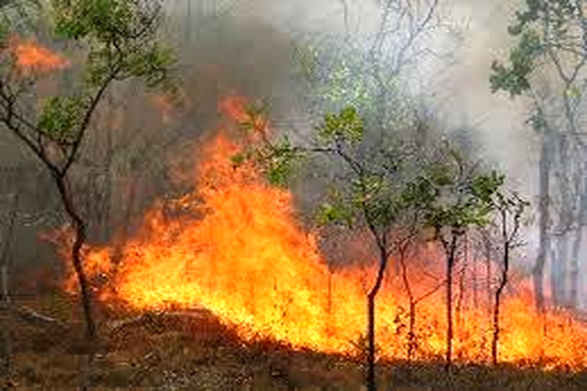 آتش سوزی ۸ هکتار از جنگل های بویر احمد