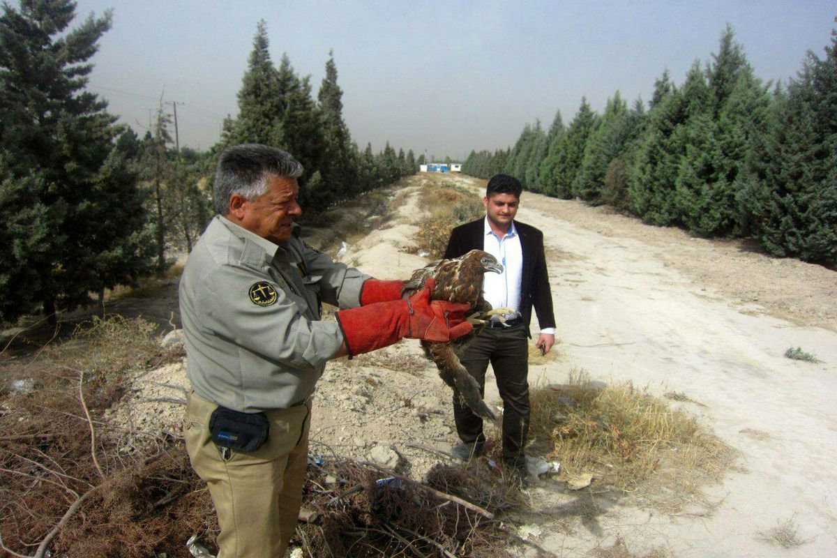 رهاسازی یک بهله سارگپه در حوزه شهرستان بهارستان