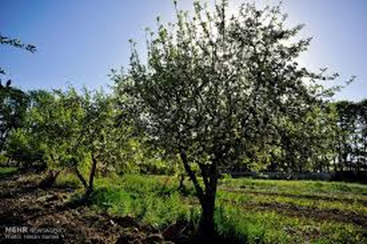 احیاء ۹۵ هکتار از اراضی باغ سیب کرج تا پایان سال ۹۶