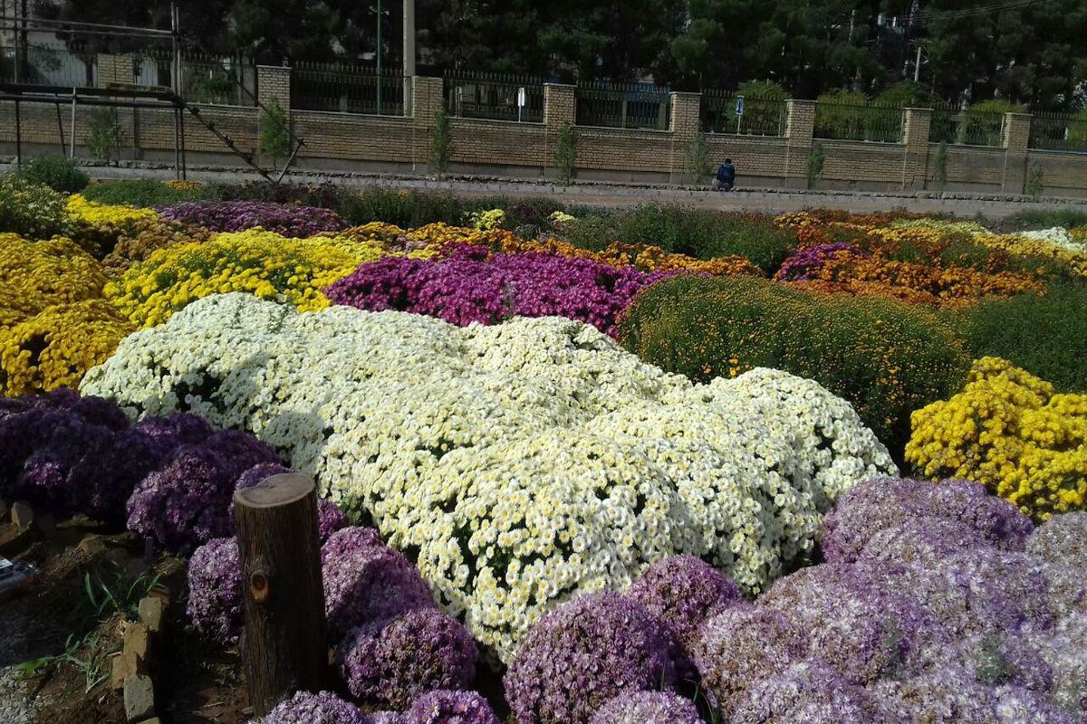 برگزاری جشنواره گلهای داوودی در خرم آباد