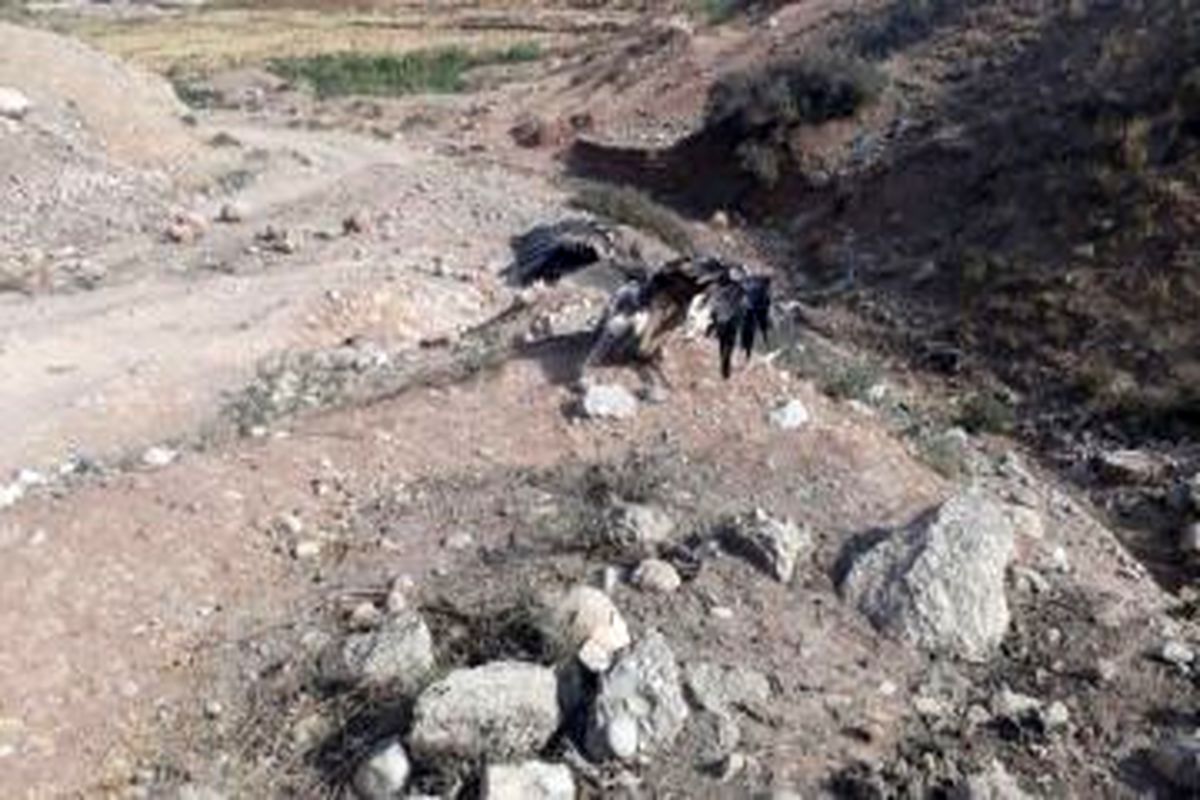 رهاشدن عقاب صحرایی در خرم آباد