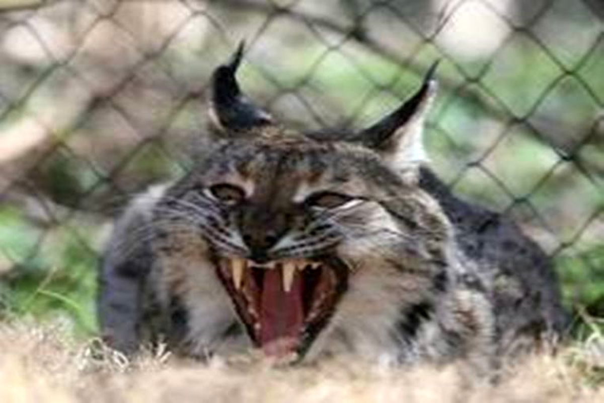 مشاهده گربه وحشی آسیایی در منطقه حفاظت شده کاشان