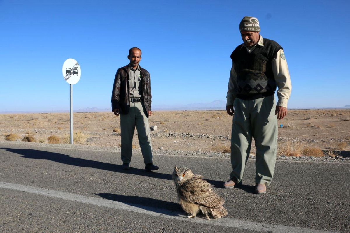 نجات شاه بوف بزرگترین جغد خاورمیانه در شهرستان خاش