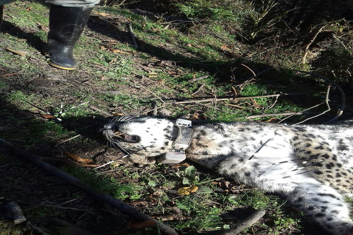 پلنگ رودسر کشته شد