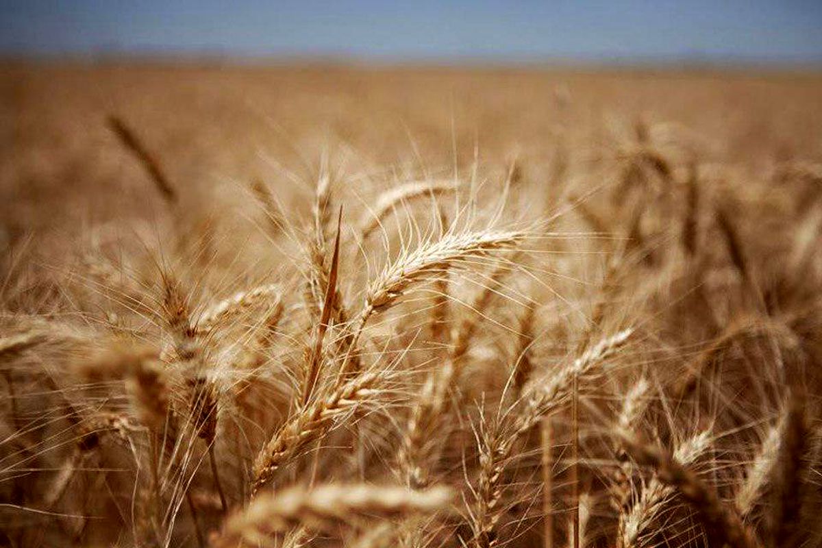 عرضه بیش از ۳۲۸ هزار تن گندم در بورس کالای ایران