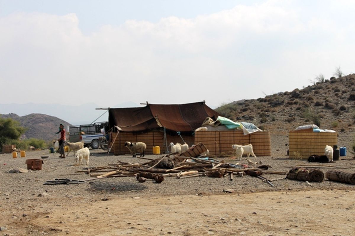 خروج دام عشایر إز مراتع قشلاقی شهرستان رودان