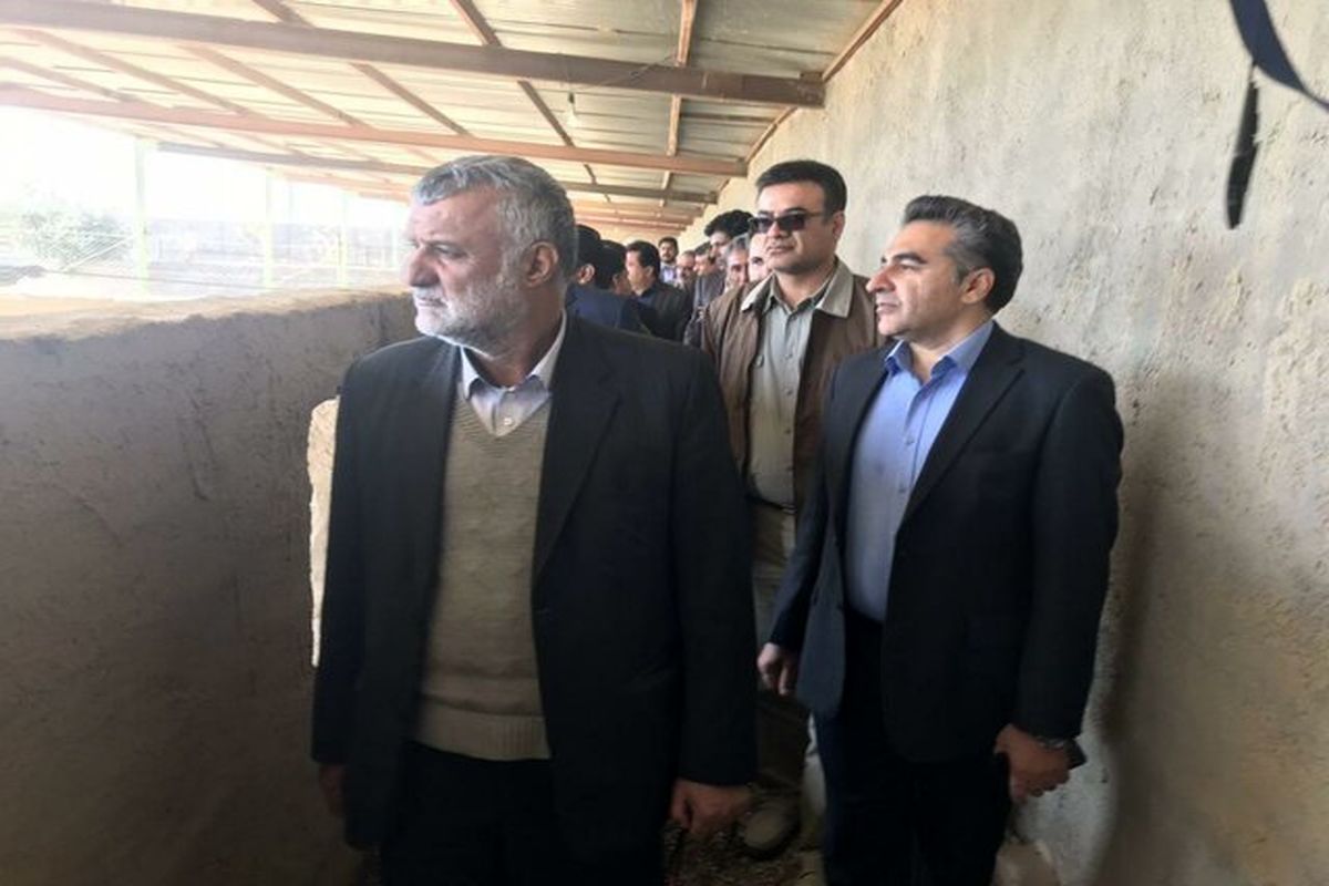 بازدید وزیر جهاد کشاورزی از مزرعه پرورش شتر مرغ در هیرمند