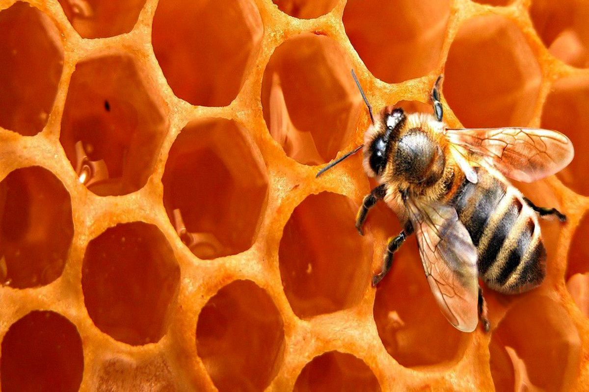تولید بالغ بر ۲۱ تن انواع فرآورده‌های زنبور عسل در استان زنجان