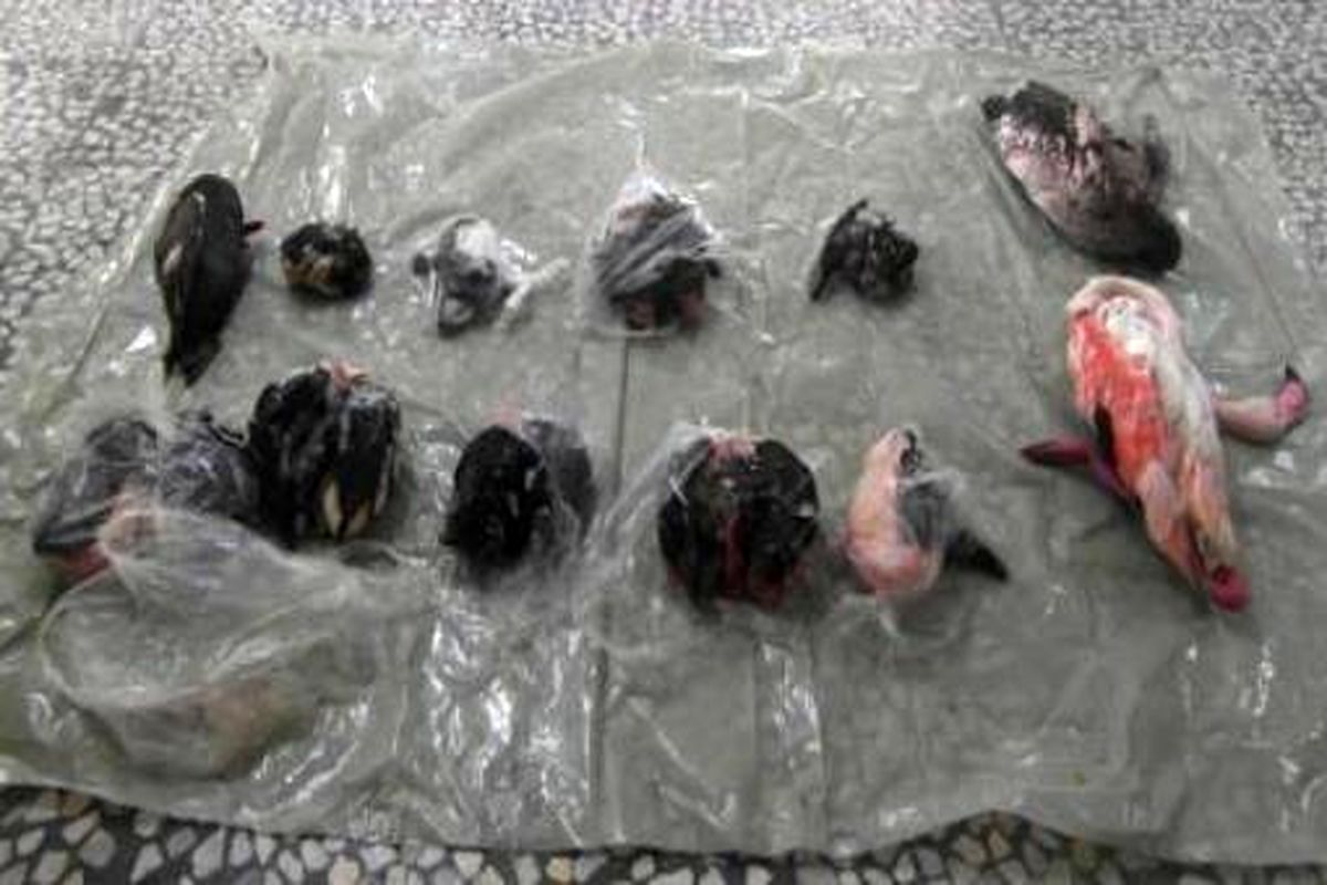 ارسال پرونده فروشنده  پرندگان وحشی در لنگرود به مرجع قضایی