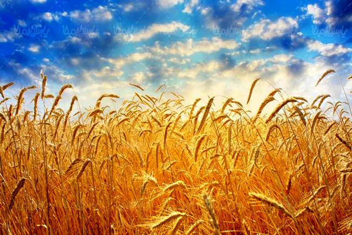 زنجان در بین ۱۰ استان برتر تولیدکننده گندم کشور قرار گرفت