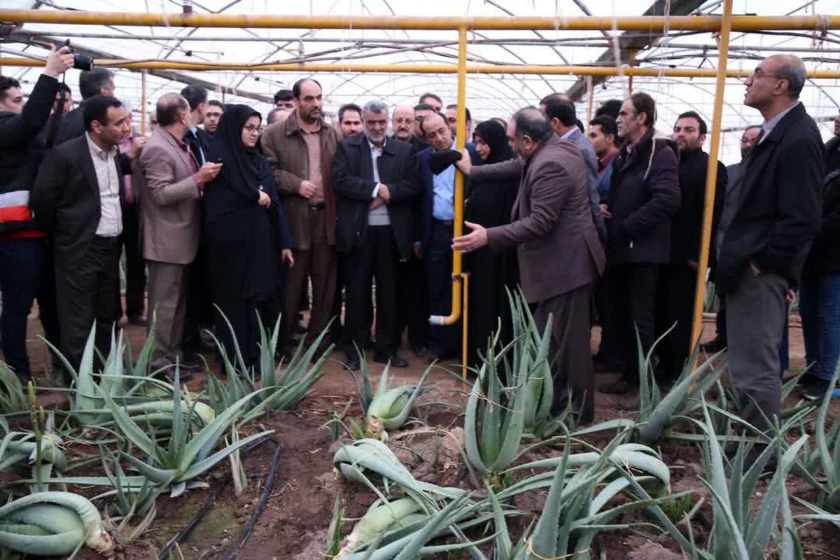 یک واحد گلخانه ۴.۲ هکتاری در بوئین زهرا افتتاح شد