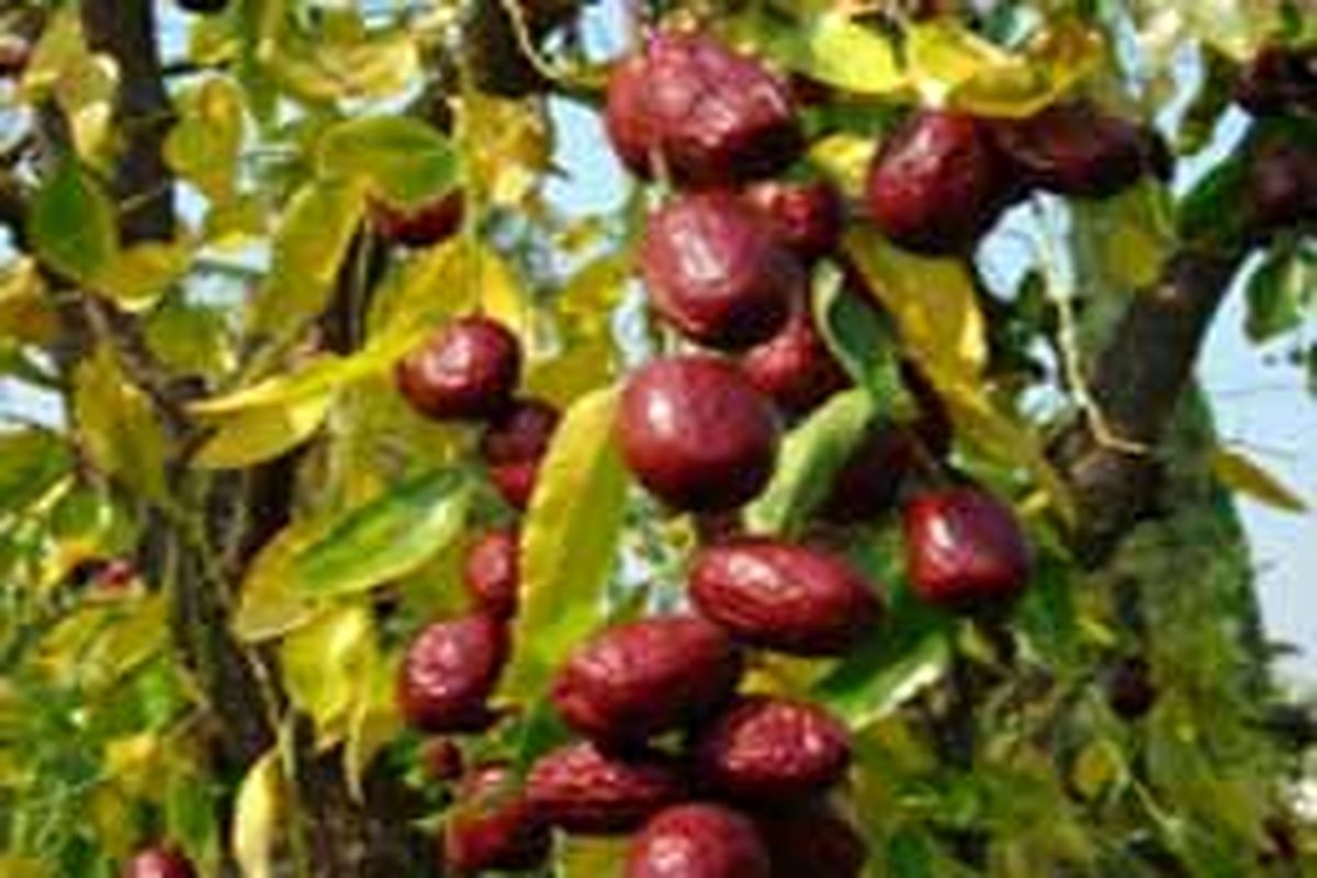 عٌناب بیرجند بی نصیب از جایگاه صادراتی ویژه