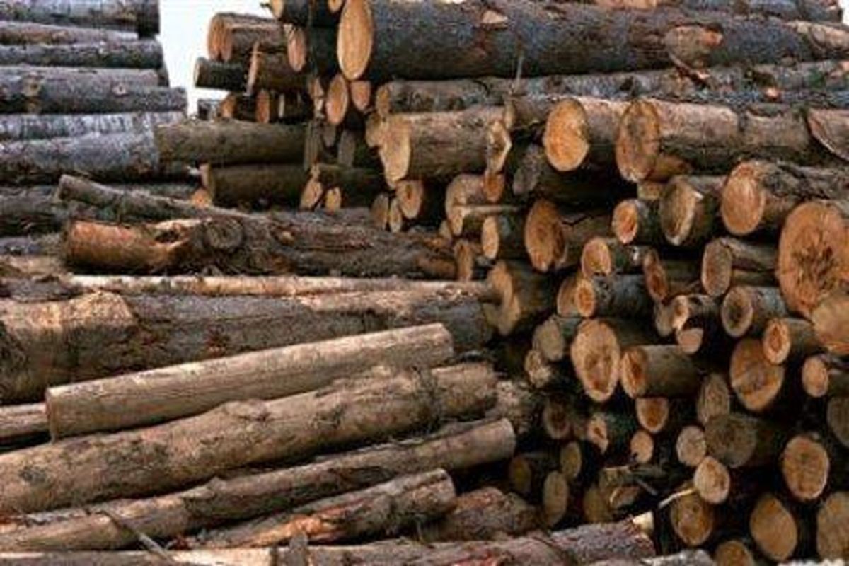 کشف ۱۵ تن چوب جنگلی قاچاق در رضوانشهر