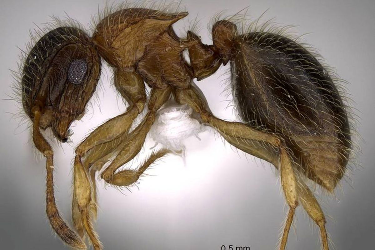 نامگذاری گونه ای از مورچه در کشور عمان به نام محمد صلاح