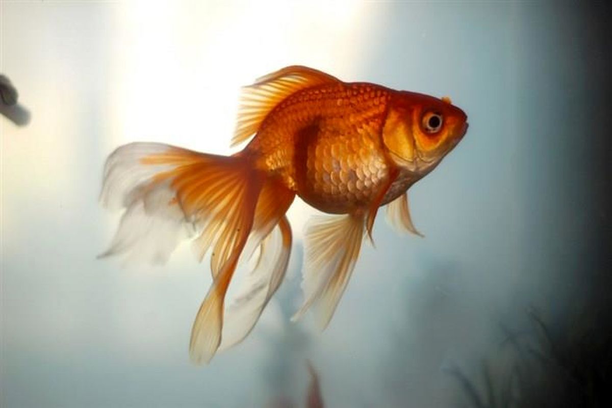 روش های افزایش طول عمر ماهی قرمز