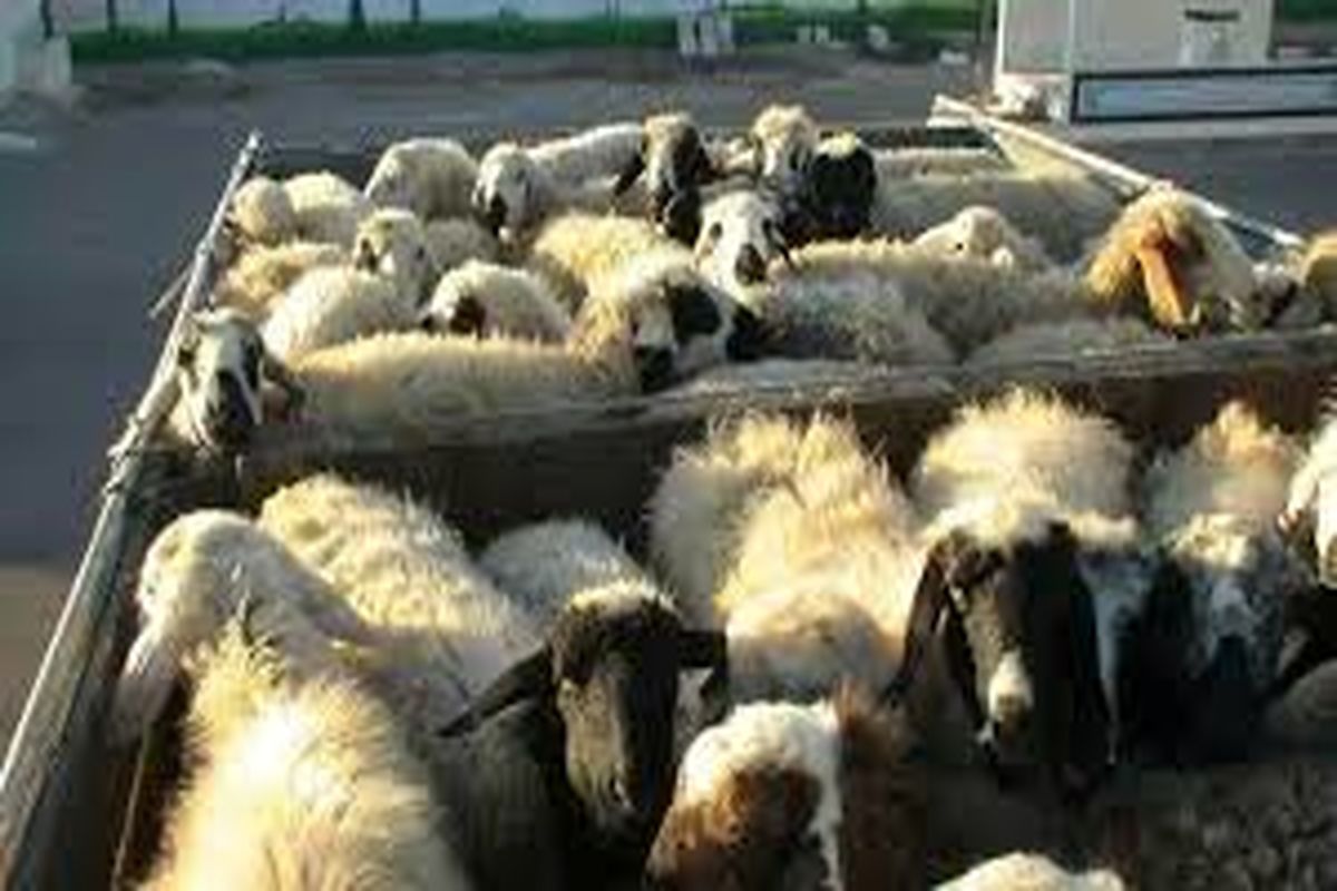 کشف گوسفند قاچاق در دورود