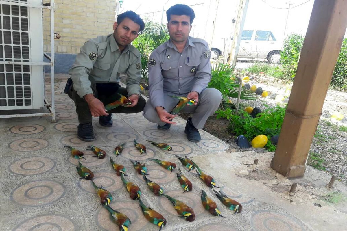 دستگیری ۴ نفر متخلف کشتار پرندگان وحشی در دزفول
