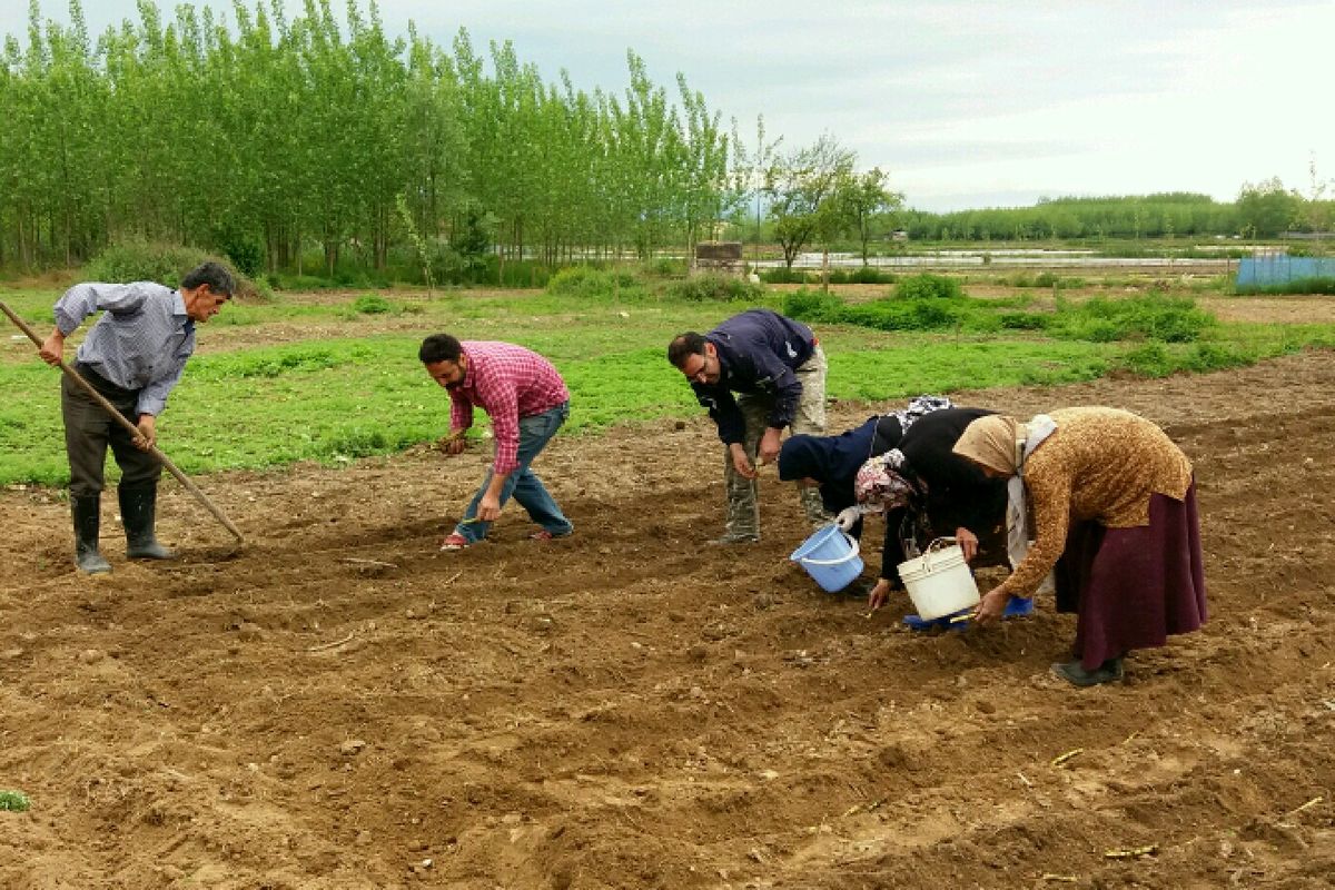 آغاز کشت نیشکر در صومعه سرا