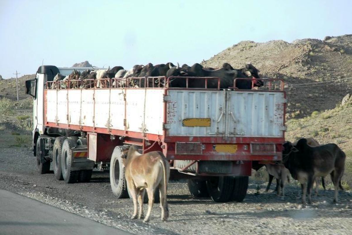 توقیف ۱۱ راس گاو قاچاق درشهرستان ممسنی