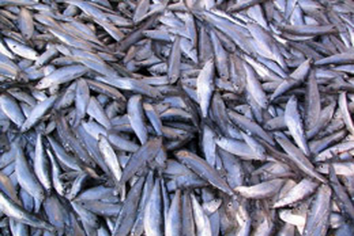 صید سه هزار و ۶۰۰ تن انواع ماهی گرمابی از دریاچه پشت سد ارس