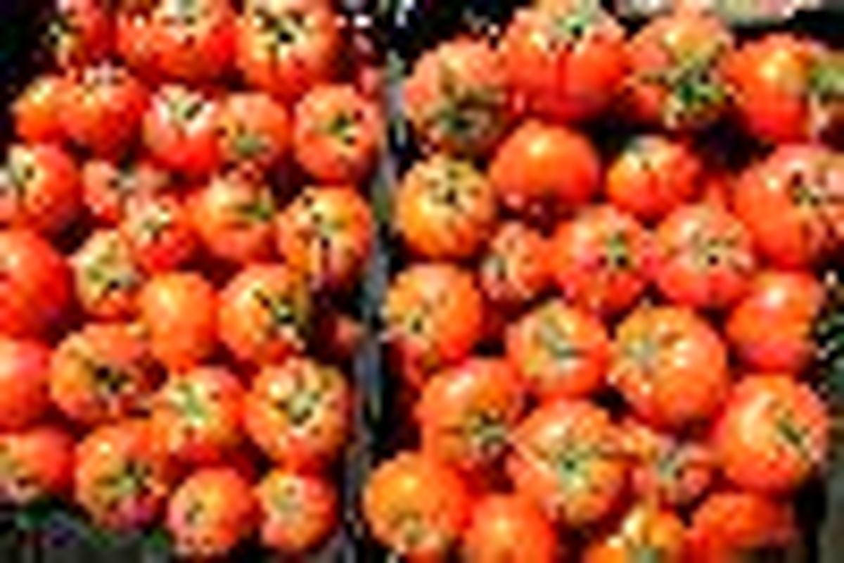 ۱۵۸ درصدی صادرات گوجه فرنگی از گمرکات استان کرمانشاه رشد داشته است