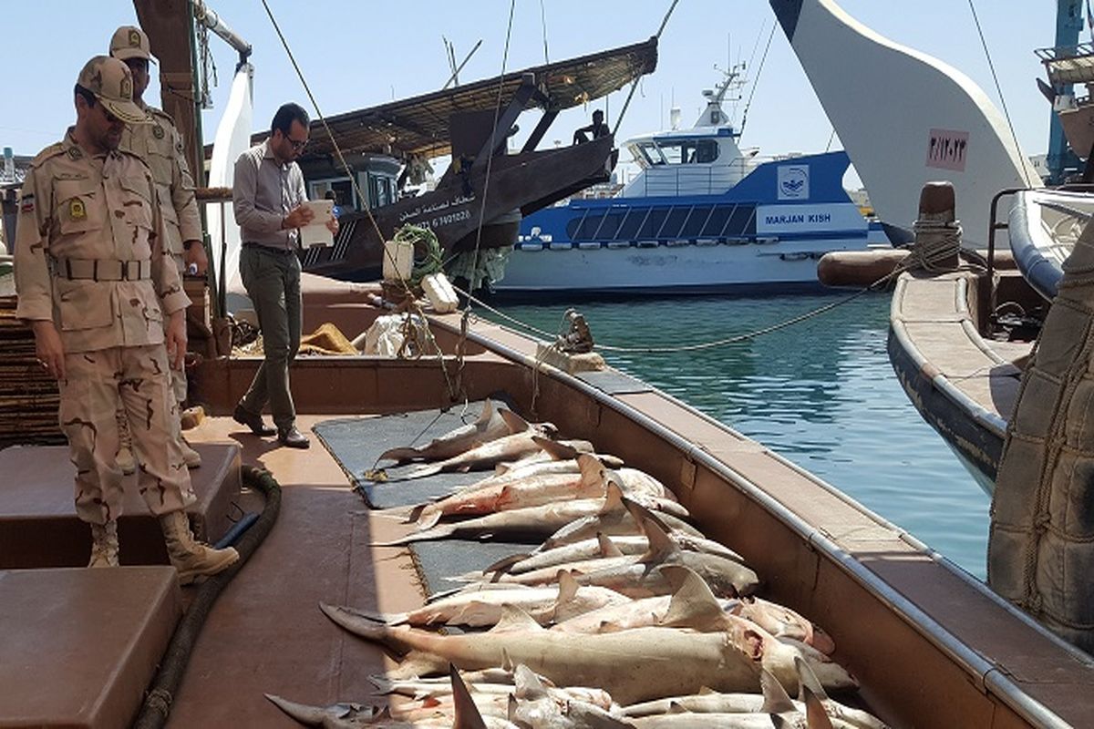 توقیف لنج متخلف با بیش از۱۰۰۰ متر تور غیرمجاز و ۶۰ کیلو ماهی در ابوموسی