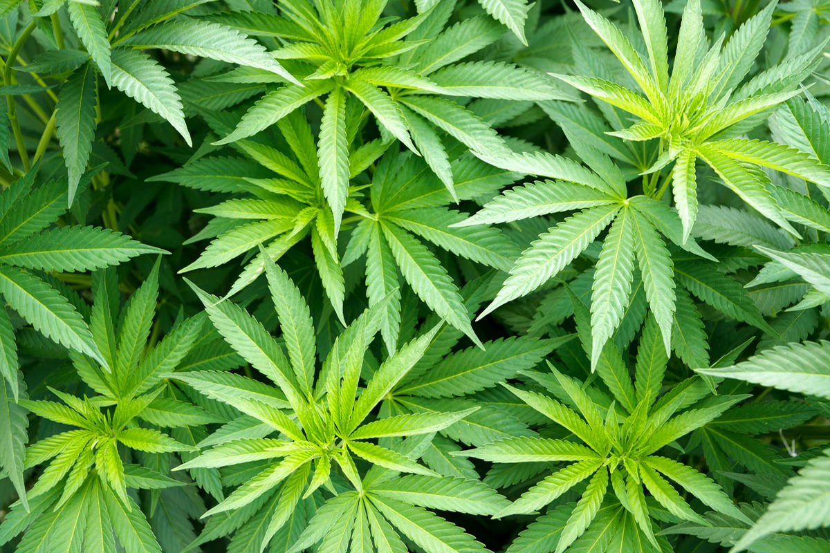 افشار : تلاش وزارت کشاورزی با ستاد مواد مخدر برای  پرورش بذر ماریجوآنا