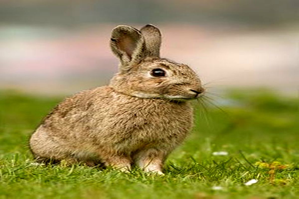 تهدید جمعیت خرگوش ها در نهایت به ضرر انسان ها است