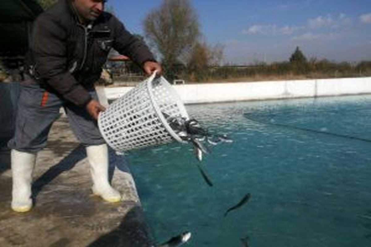 بیش از یک میلیون لارو ماهی در استخرهای زهک رها سازی شد