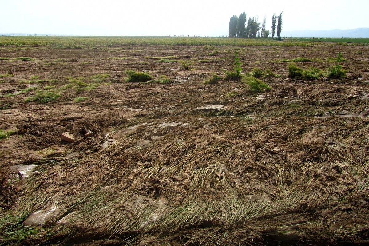 سیل در بوئین زهرا به بخش کشاورزی خسارت زد