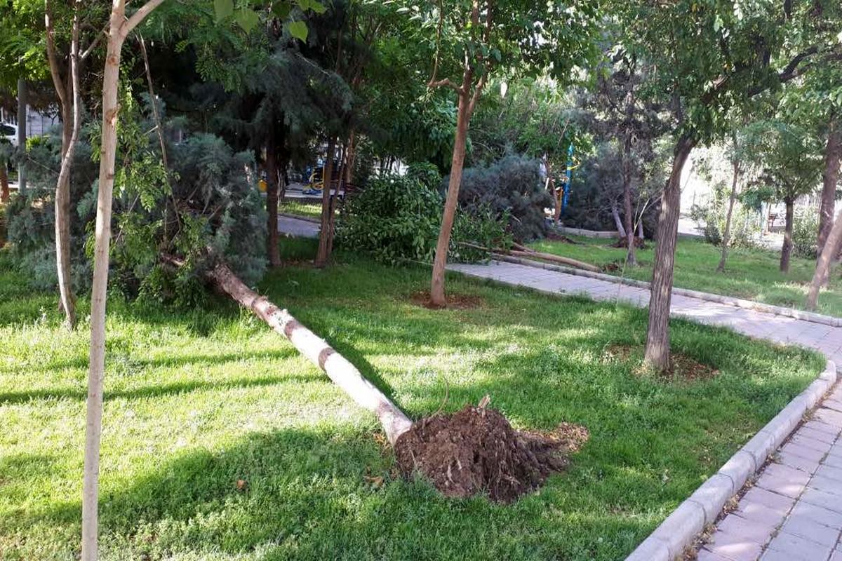 طوفان دیشب موجب سقوط ۳ درخت روی ماشین شد / در همه مناطق تعداد زیادی درخت از ریشه درآمدند / ببینید