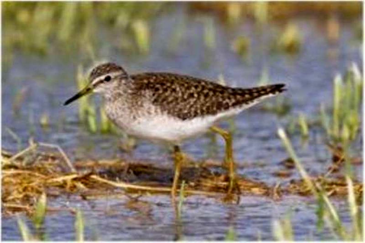 ۴۵ گونه پرنده آبزی در استان شناسایی شد