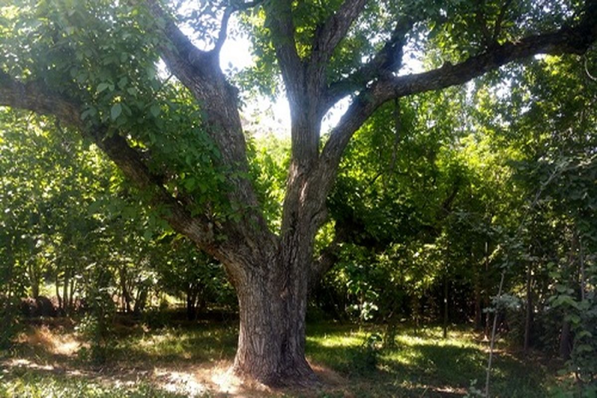 ثبت درختان کهنسال قزوین در فهرست میراث ملی کشور
