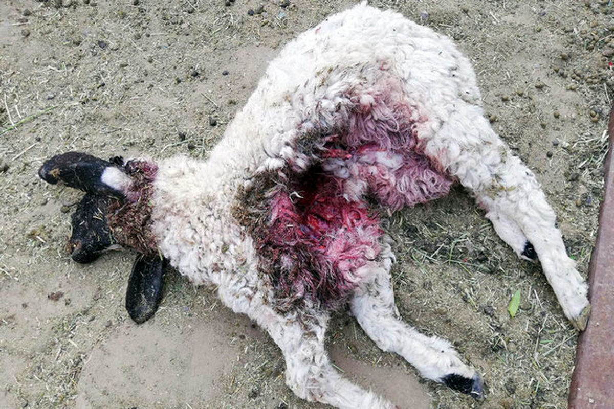 حمله حیوان وحشی ناشناس به گوسفندان !