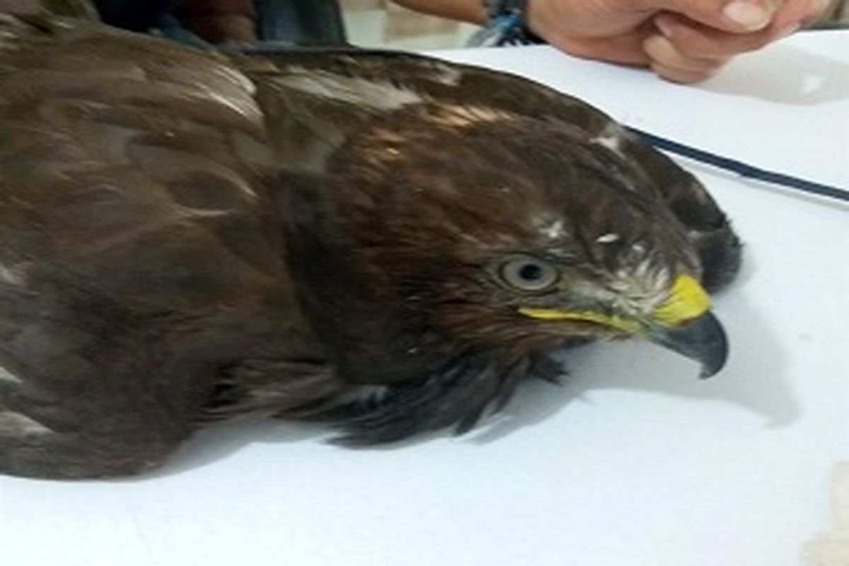 تحویل یک بهله پرنده شکاری به محیط زیست در اسلامشهر