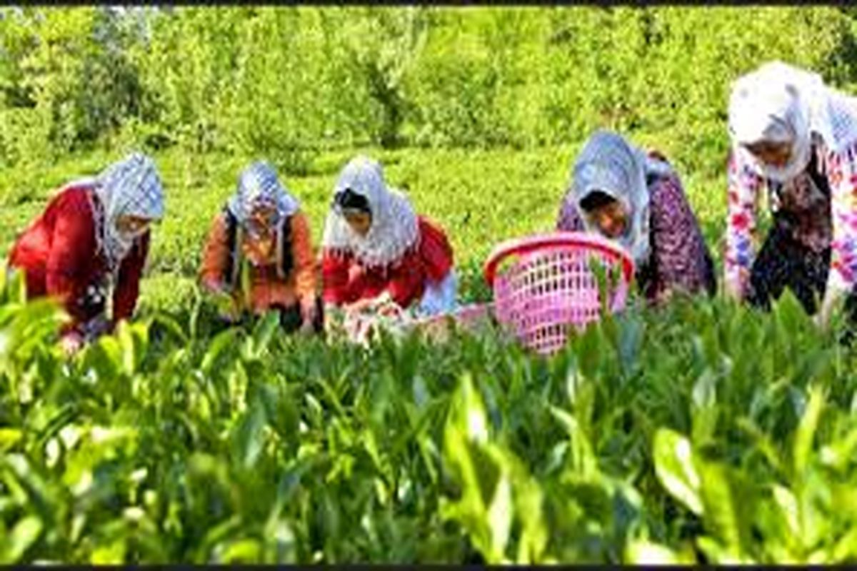 پایان چین دوم برگ سبز چای در شمال کشور