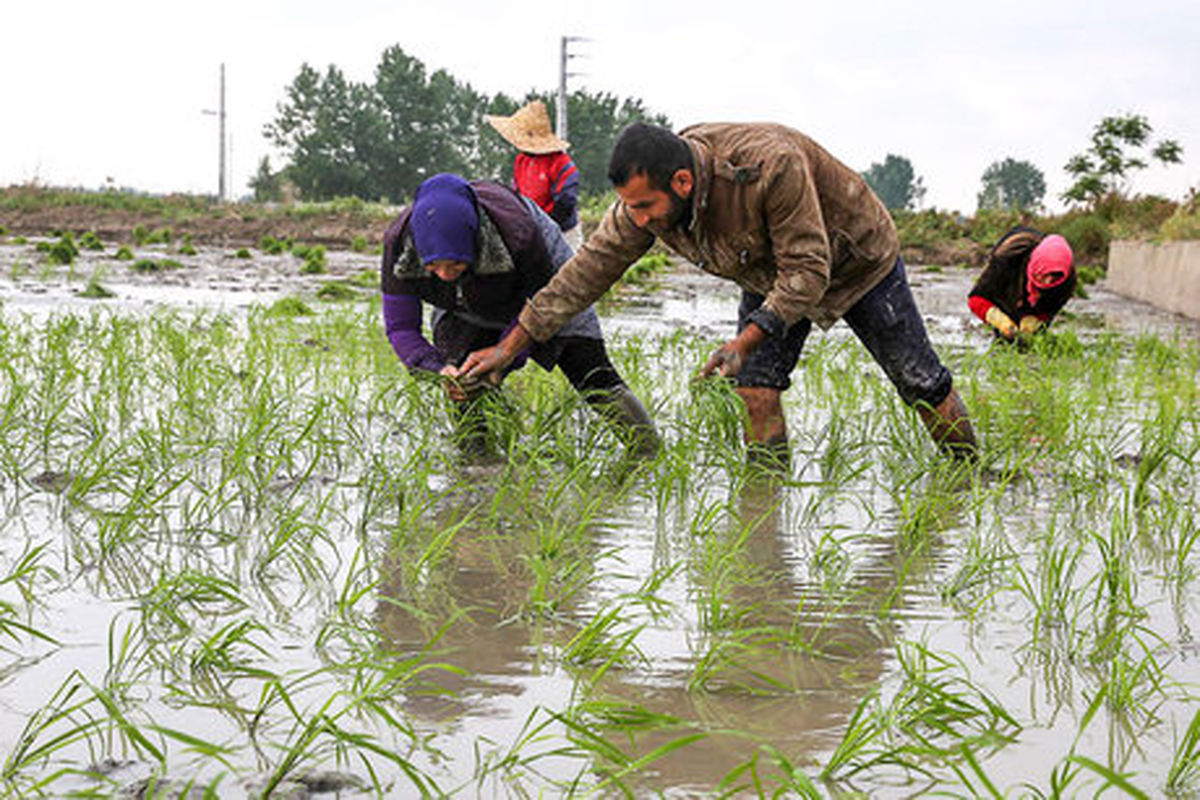 کشت برنج، به جز در شهرهای شمال کشور ممنوع شد