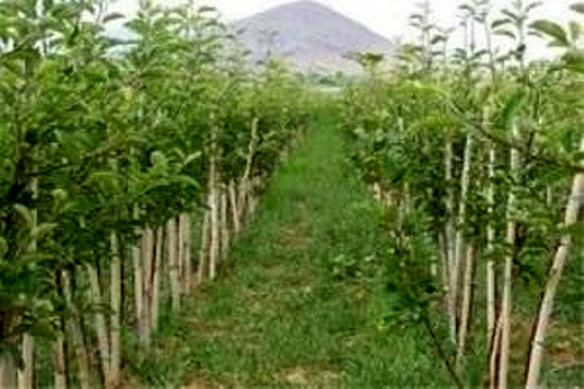 کاشت ۴ هزار اصله درخت در حاشیه رود ارس
